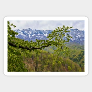 Springtime landscape through forest Sticker